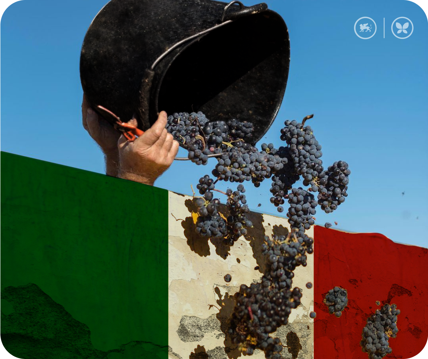 Hand-picked Glera grapes in a bucket next to a wall painted with Italian flag colors.