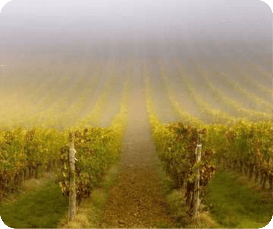 Октябрьский урожай в Венето, Италия: опытные сборщики вручную собирают самый спелый и полезный виноград для Просекко и Просекко Розе.