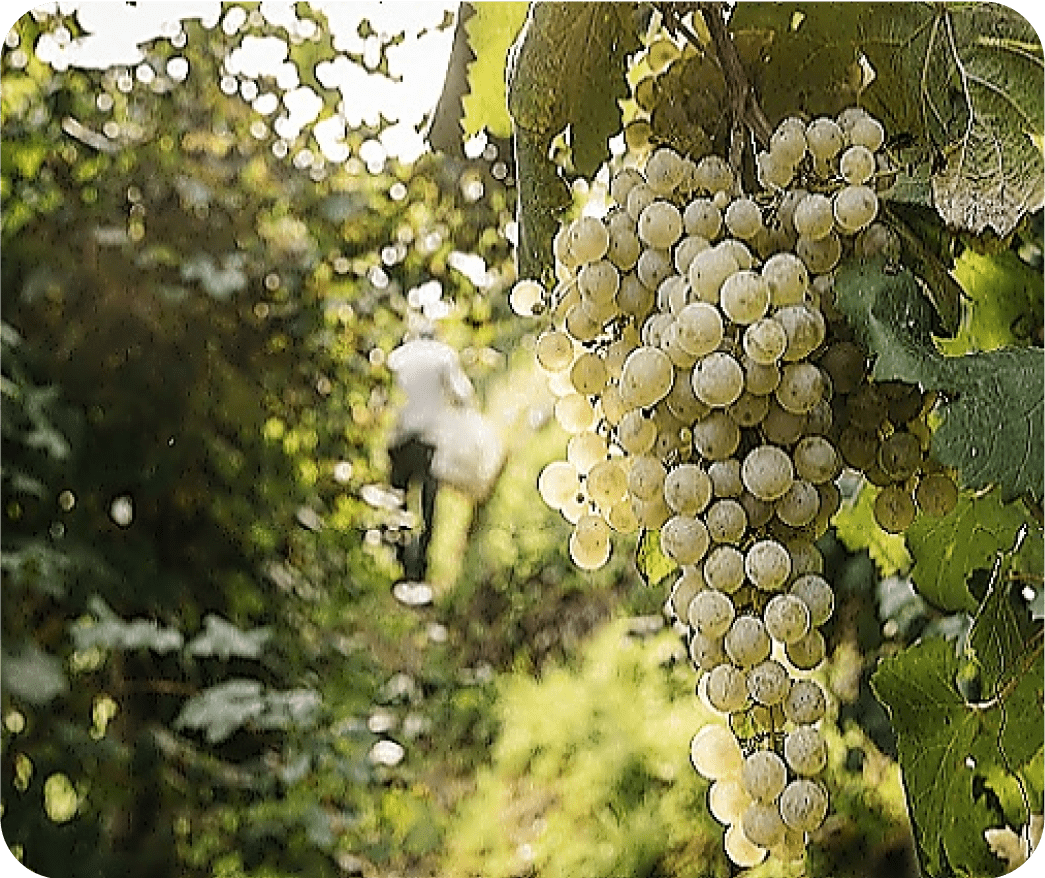 Урожай винограда Глера Просекко в Венето, Италия.